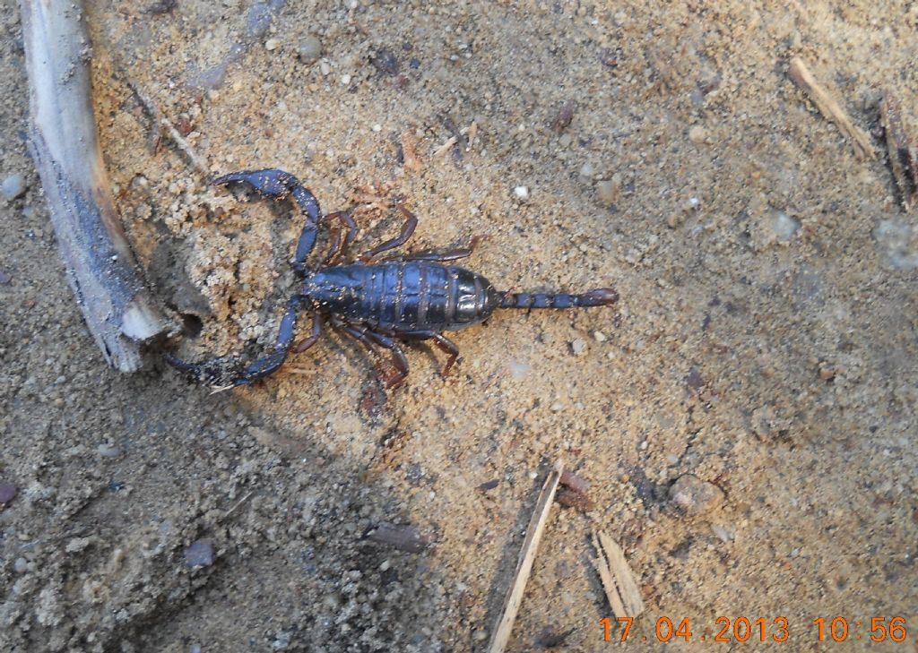 Euscorpius concinnus sul promontorio del Mesco (SP)